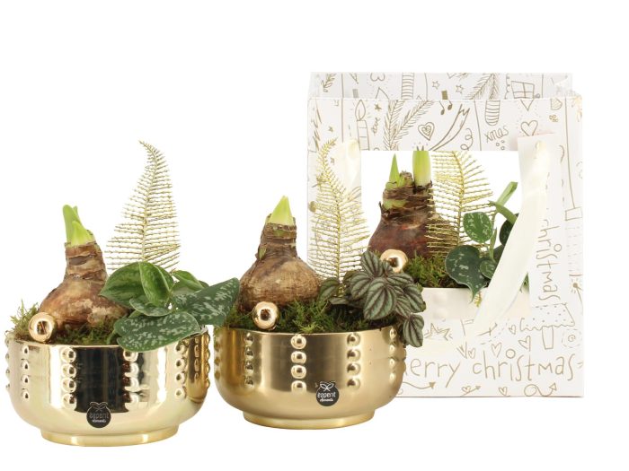 62004: X-mas arrangement, D 17