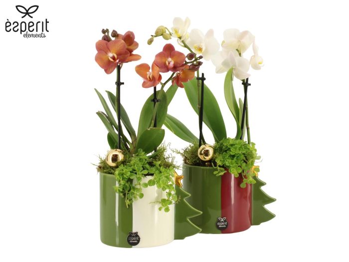 62039: X-mas arrangement, D 12