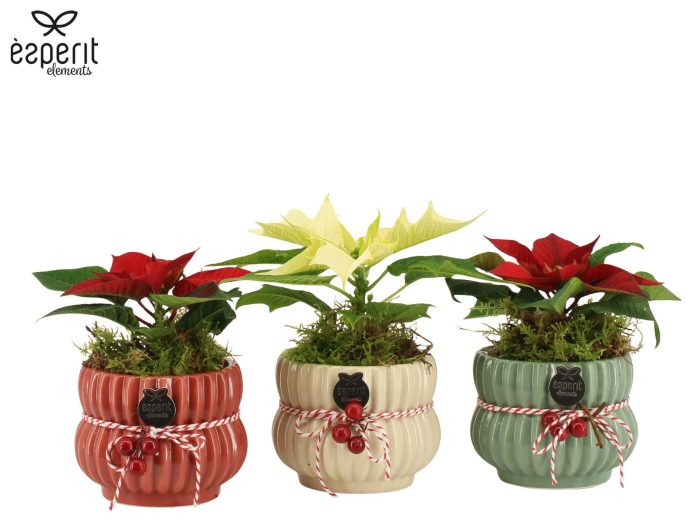62076: X-mas arrangement, D 8