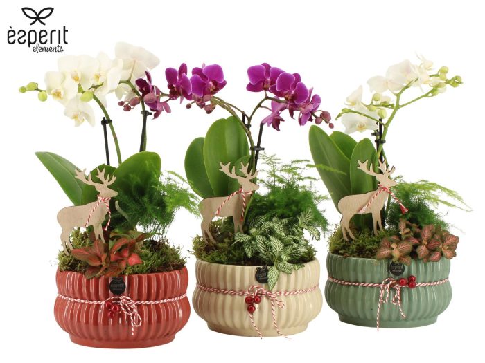 62089: X-mas arrangement, D 17