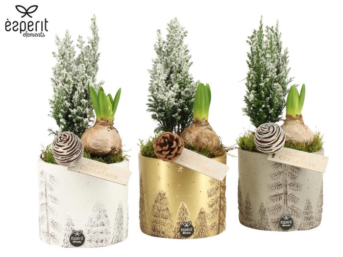 62116: X-mas arrangement, D 12