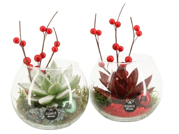 61570: X-mas arrangement, D 12