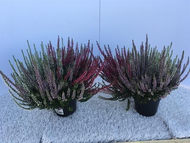 667 VF : Pot 10.5 cm Calluna vulgaris Garden Girls TRIO 3 kleuren per pot, D 10,5