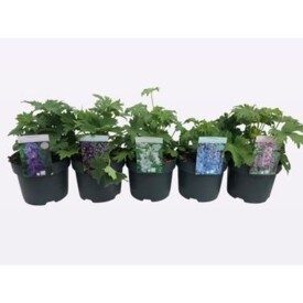 782 DVDS : Pot 19 cm DELPHINIUM mix colors, D 19