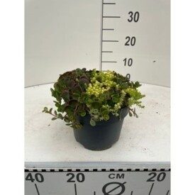 805 DVDS : Pot 19 cm Sedum Mixmasters - Roof Runners, D 19