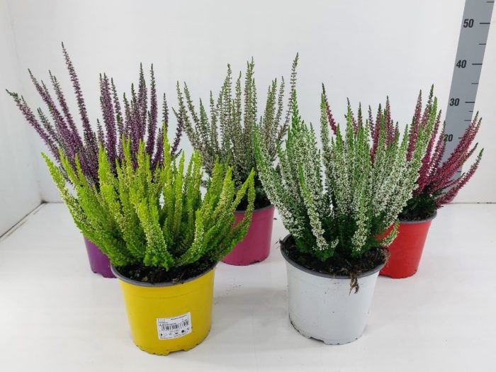 831 TDM : Pot 17 cm CALLUNA mix colors ton sur ton, D 17