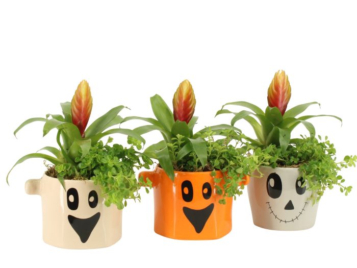 83340: Halloween arrangement, D 9