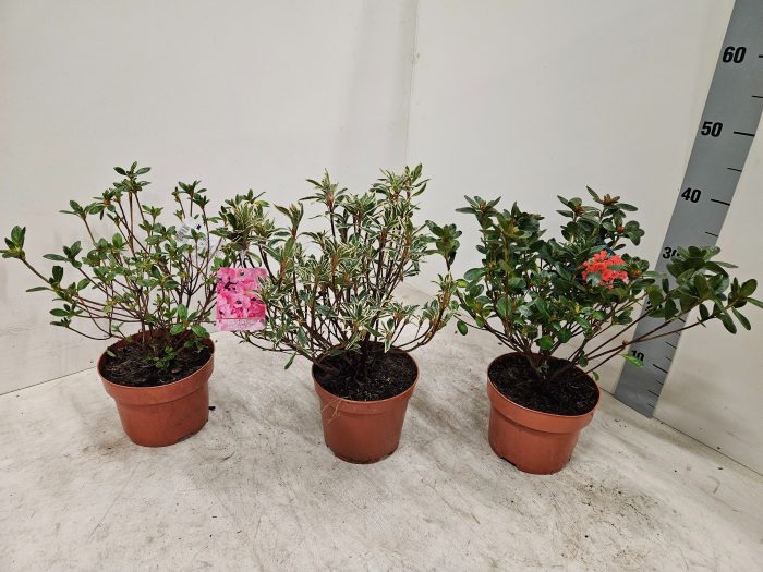 877 JB : Pot 17 cm Azalea Japonica gemengde soorten, D 17