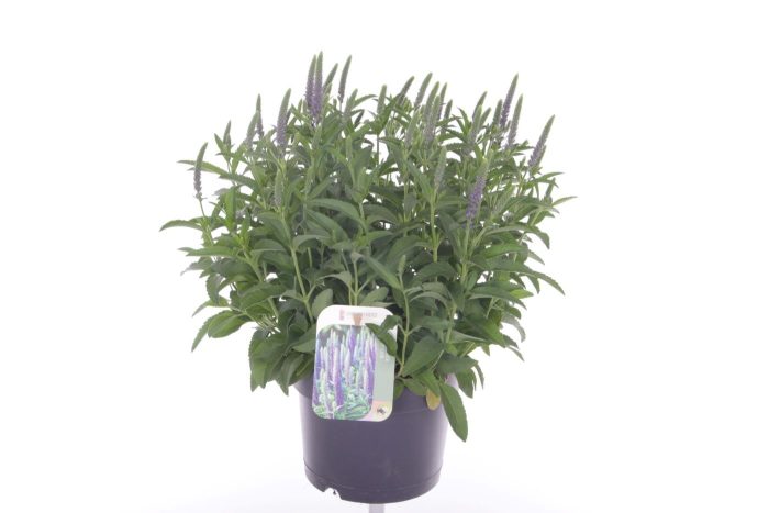 Veronica spicata Inspire Blue, D 17