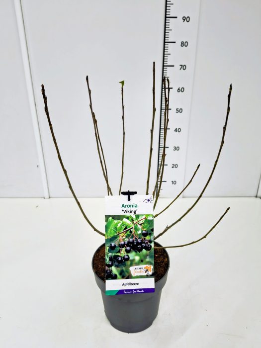 Aronia mel. 'Viking' 40-60C5, D 23