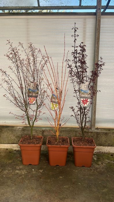 Acer pal. 'Mix' - vp14L struik, D 28