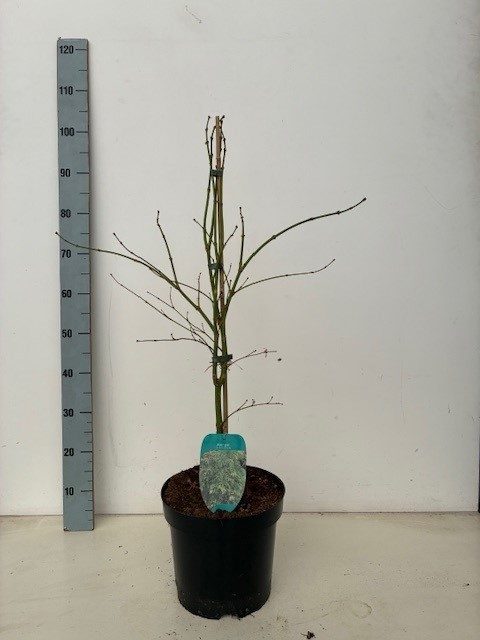 Acer palmatum 'Dissectum' P26 BGT Full CC, D 26