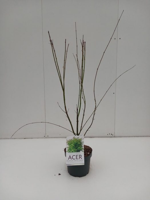 Acer palmatum 'Orange Dream, D 21