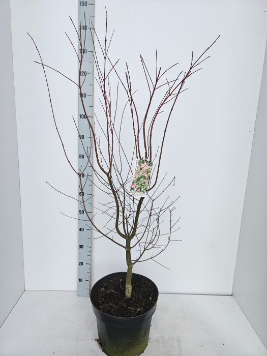 Acer palmatum 'Oridono-Nishiki', D 31