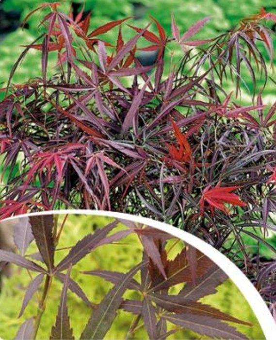 Acer palmatum 'Red Pygmy' P19, D 19