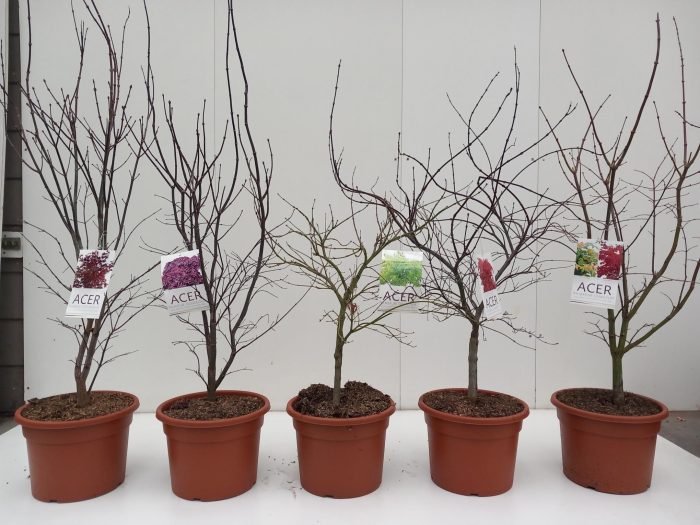 Acer palmatum mix C15, D 32