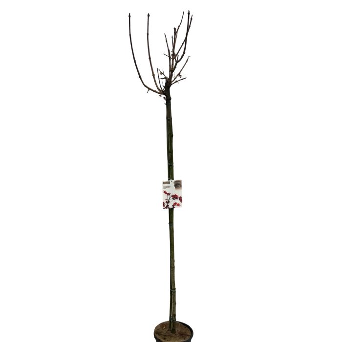 Acer platanoides 'Crimson Sentry' stam 100 cm, D 27