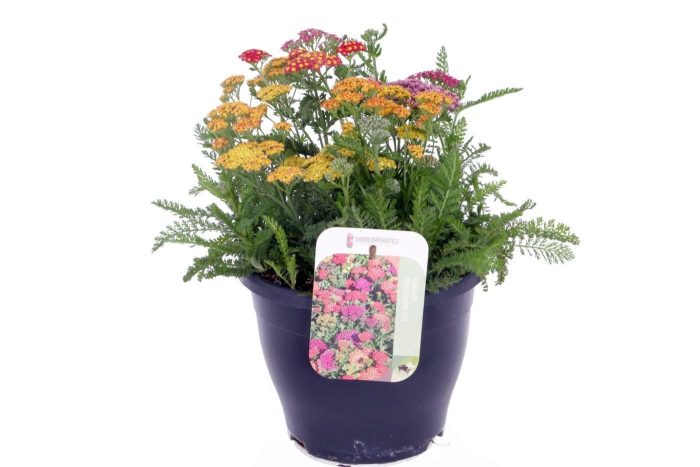 Achillea millefolium Milly Rock Mixmasters Dance, D 23