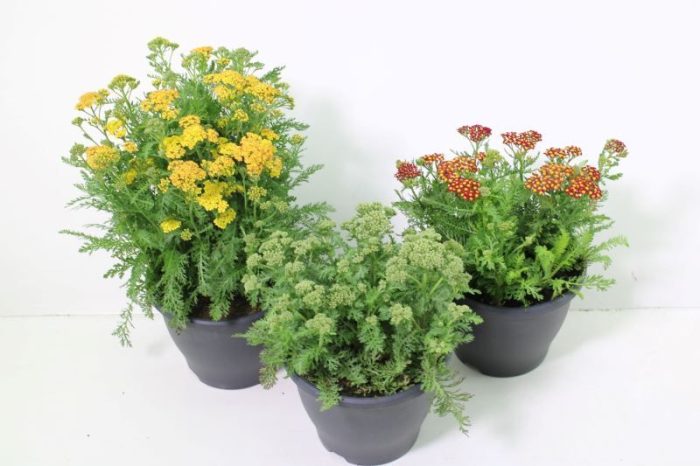 Achillea millefolium mix, D 23