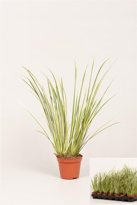 Acorus gram. 'Variegatus', D 8
