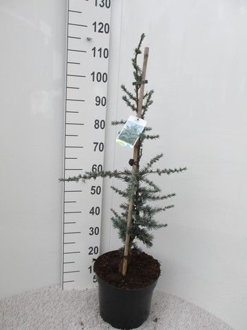 Cedrus libani Glauca 80-100, P28, D 28