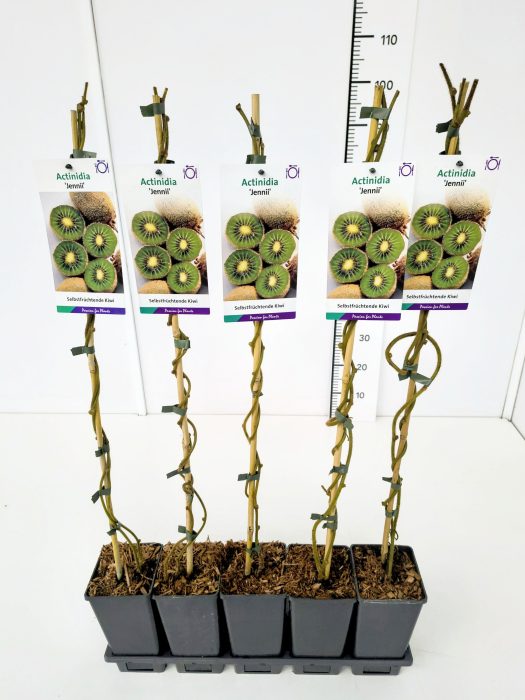 Actinidia arguta 'Jennii' 80CMC2, D 17