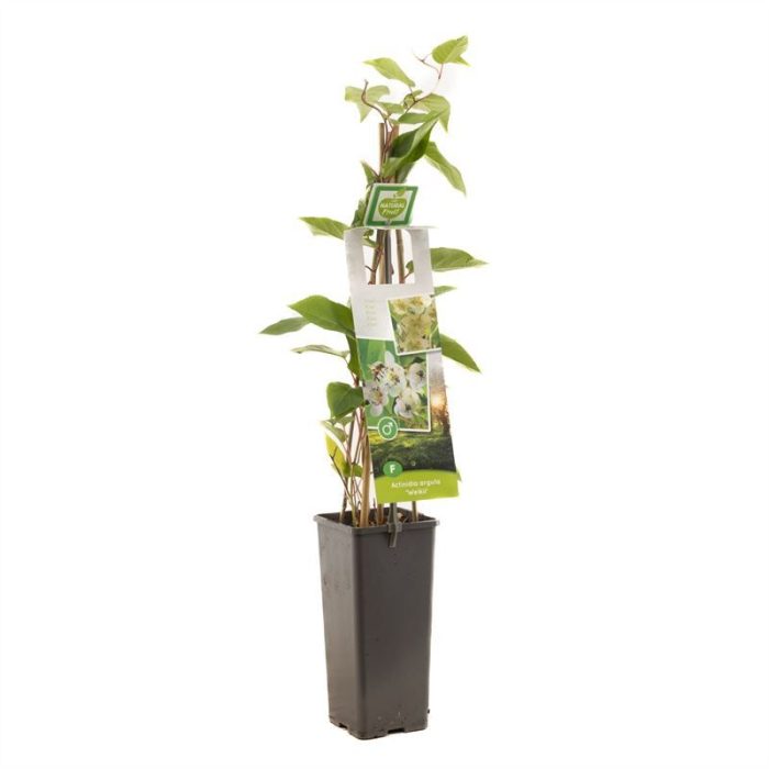Actinidia arguta Weikii Mannelijke kiwibes, D 11
