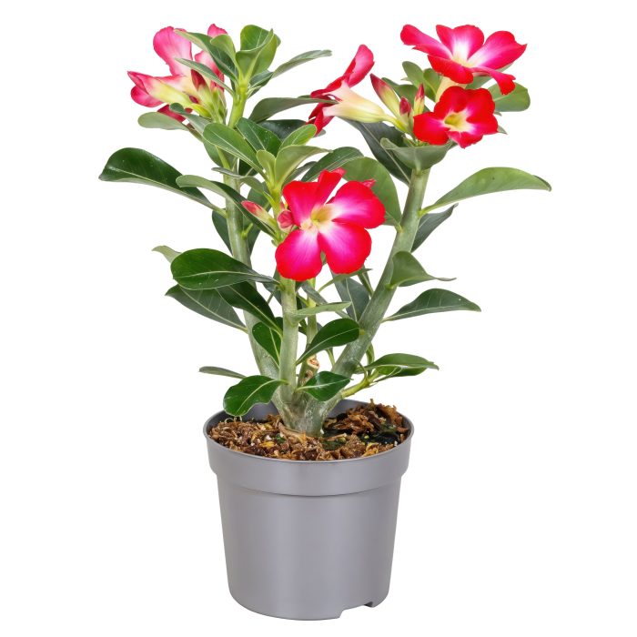 Adenium Obesum Rood 13cm, D 13