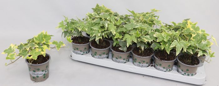 Hedera Bont 3 soorten, D 9