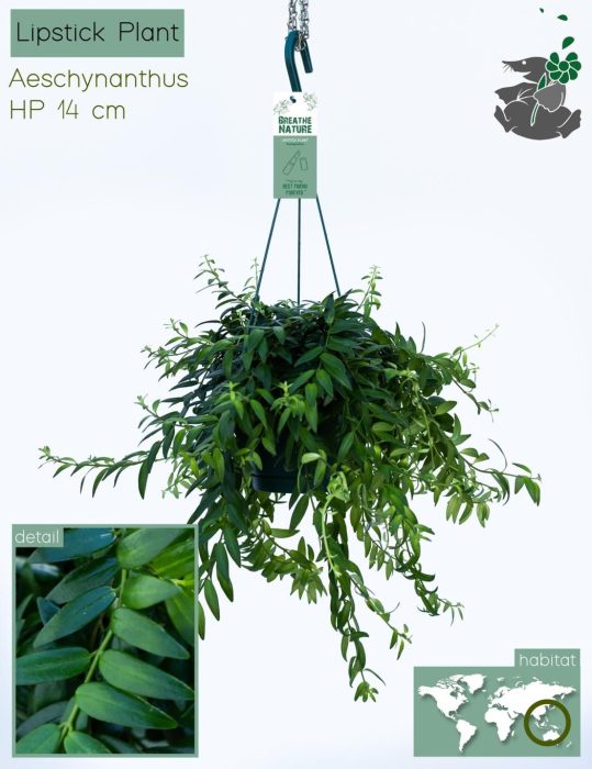 Aeschynanthus japhrolepis 14 cm, D 14