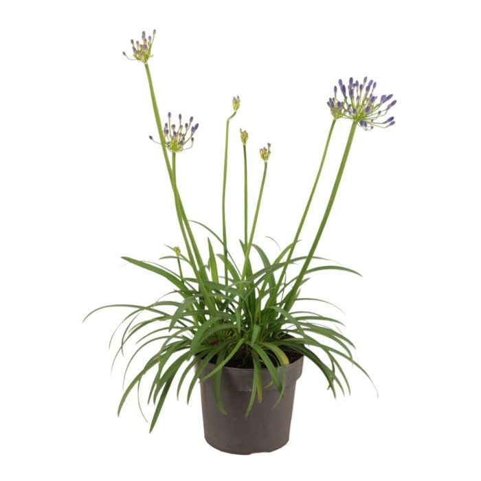 Agapanthus 'Brilliant Blue'p17 (PT), D 17