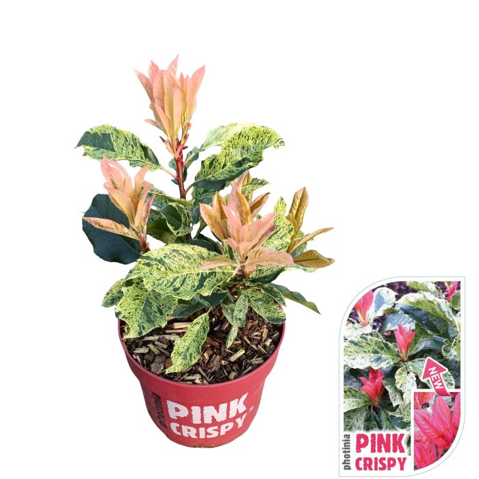 Photinia serratifolia 'Pink Crispy'® C2, D 17