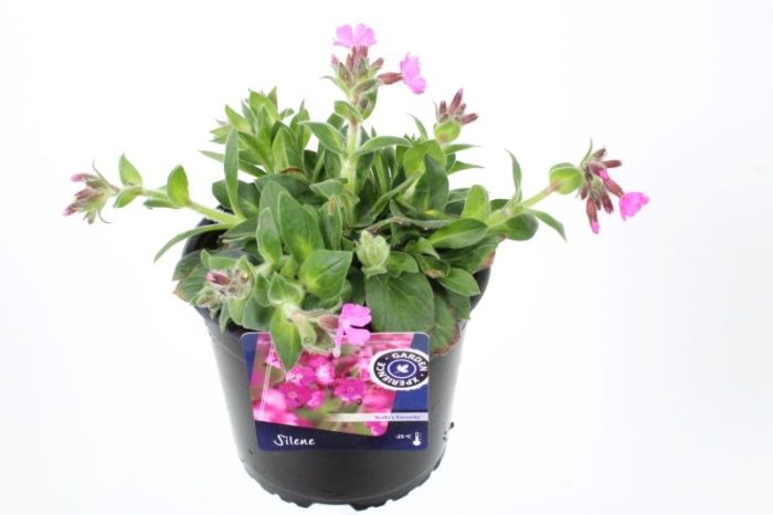 Silene robotii Rolly's Favorite, D 17