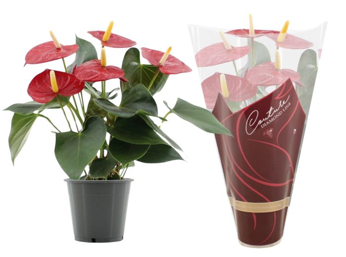 Anthurium 12 cm Aroha in Couture Diamond Line Purple sleeve, D 12
