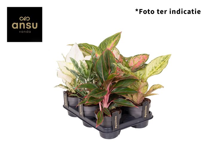Aglaonema Mix x6, D 12