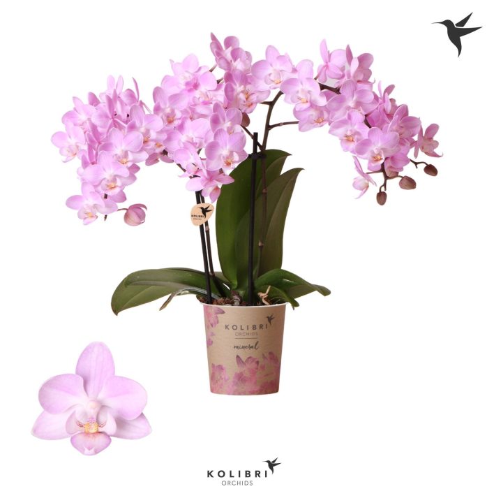 Kolibri Orchids Phalaenopsis Chili 2 spike, D 9
