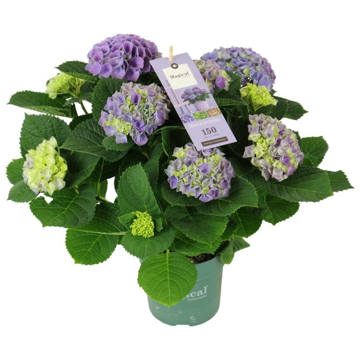 Hydrangea Magical Evolution ® blue 5/6 flowers, D 14