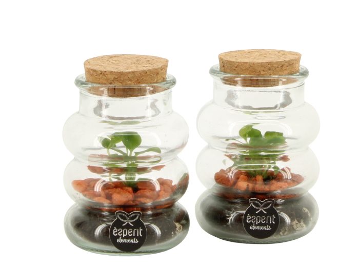 83341: Halloween terrarium, D 7