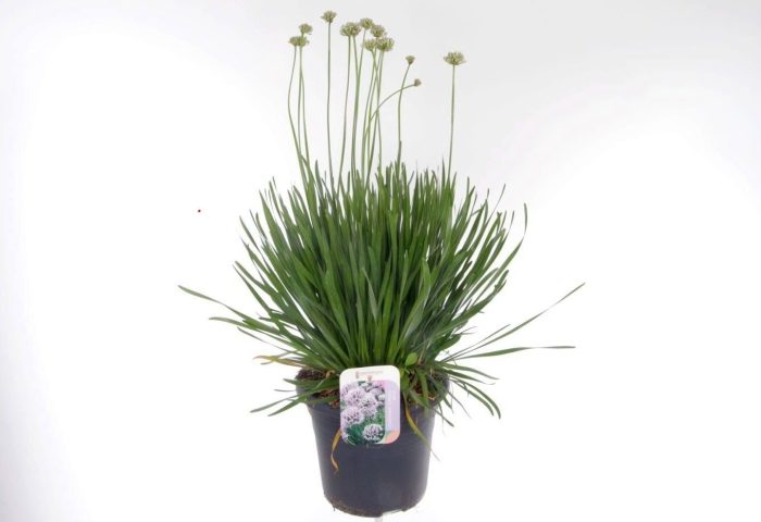 Allium senescens Summer Beauty, D 27
