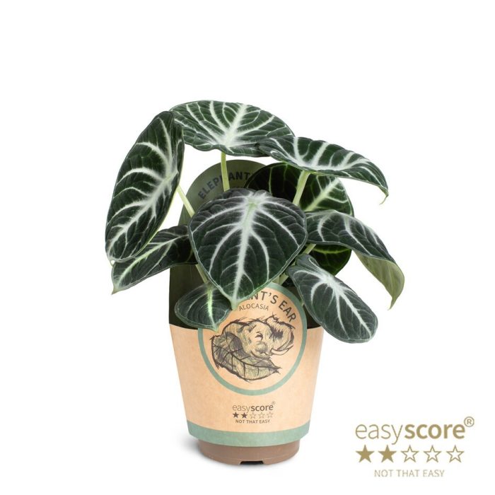 Alocasia ´Ninja´, D 11