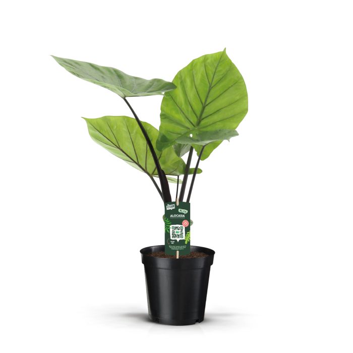 Alocasia Dark Star, D 19