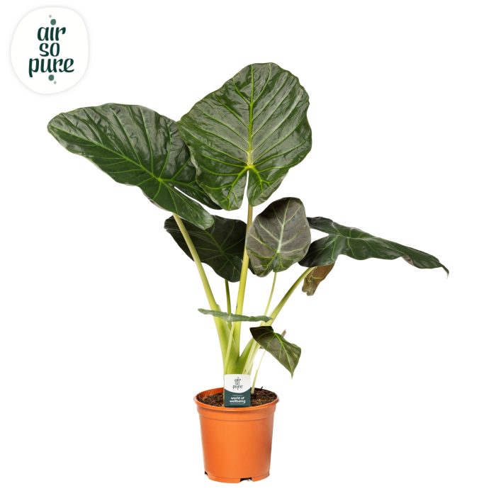 Alocasia Regal Shield p21, D 21