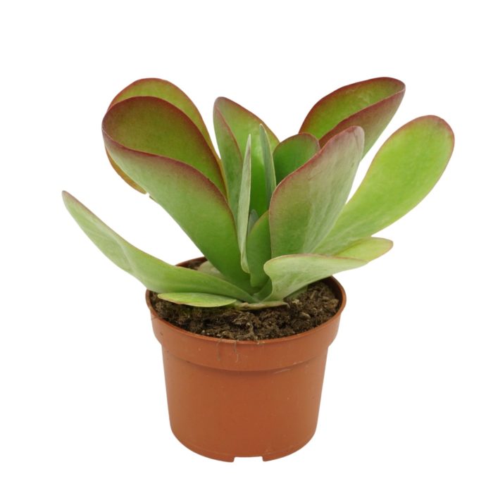 Kalanchoë thyrsiflora 'red lips' 10,5 cm, D 10,5
