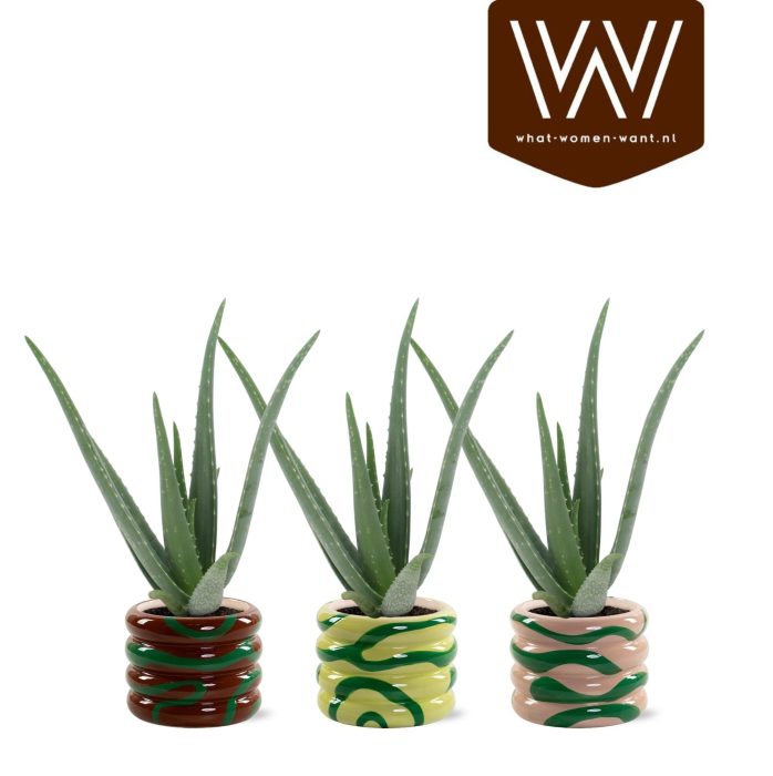 Aloe Vera P12 Mees - Natural Bubble, D 13