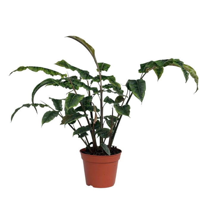 Alpinia Crispy Wave, D 14