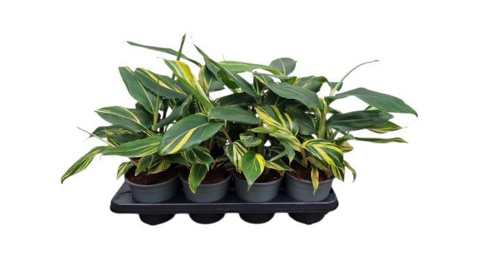 Alpinia Zerumbet, D 14