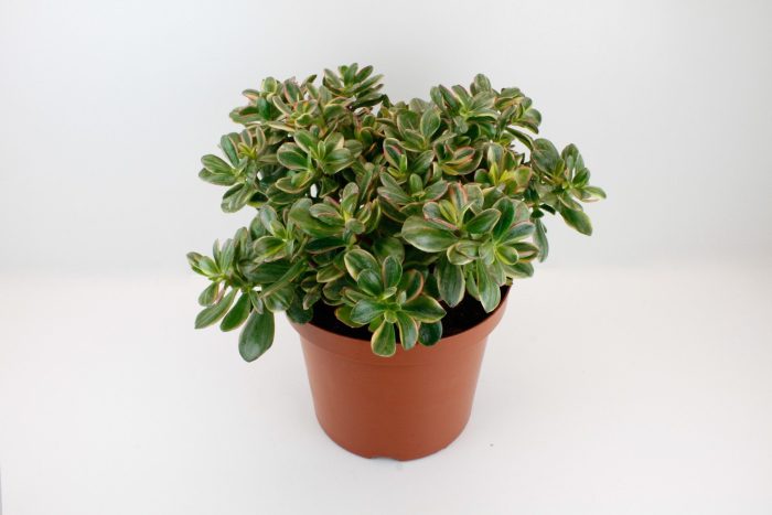 Crassula Sunset Magic, D 29