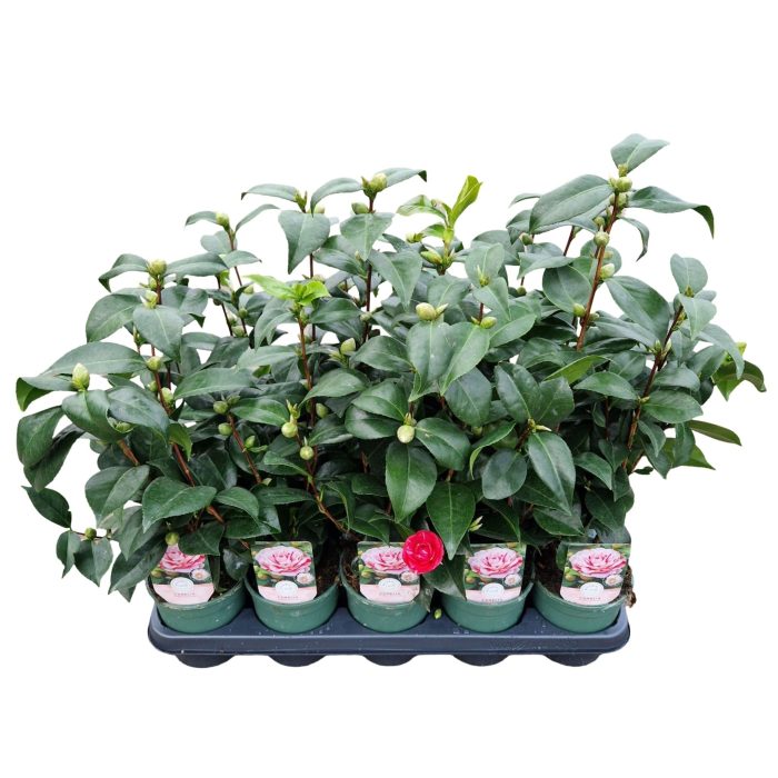 Camellia jap. 'Bicolour', D 12