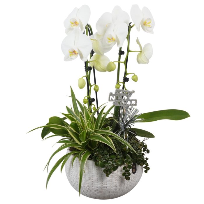 PTON6752 Arrangement New Year in keramiek schaal, D 23