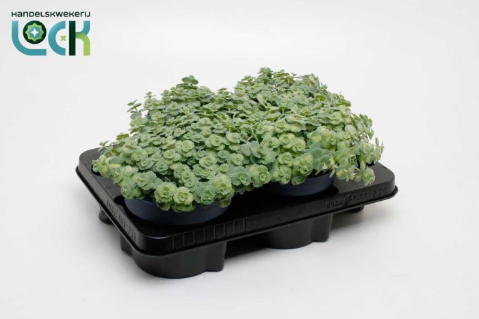 Sedum Siebolii, D 15